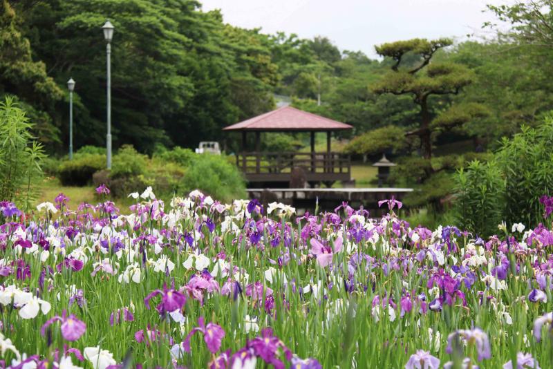 菖蒲園